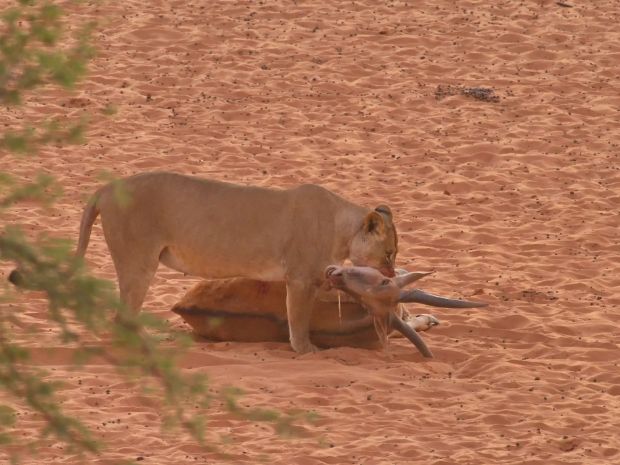 Löwenkill im Kgalagadi Transfrontier Nationalpark